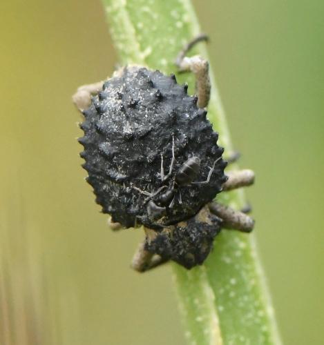 Brachycerus muricatus